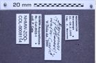 Etiketten zu Agrypnus major (NHMW-ZOO-COL-0008114)